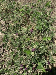 Macroptilium lathyroides