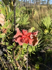 Exobasidium ferrugineae