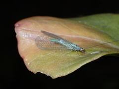 Pseudomallada subcostalis