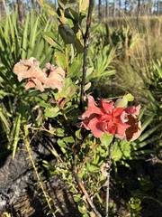 Exobasidium ferrugineae