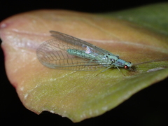 Pseudomallada subcostalis