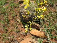 Senecio bupleuroides