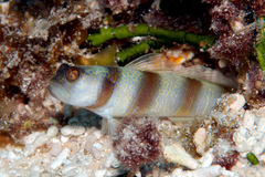 Amblyeleotris steinitzi