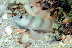 Amblyeleotris steinitzi