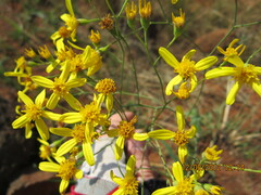 Senecio bupleuroides