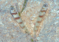 Amblyeleotris steinitzi