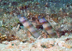 Amblyeleotris steinitzi