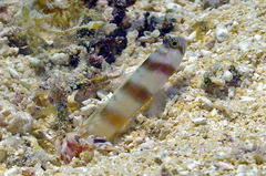 Amblyeleotris steinitzi