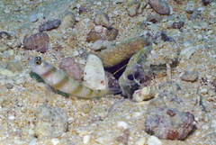 Amblyeleotris steinitzi