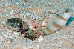 Amblyeleotris steinitzi