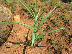 Senecio bupleuroides