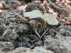 Agrocybe retigera
