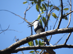 Notharchus hyperrhynchus