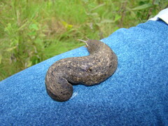 Phyllocaulis soleiformis