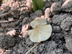 Agrocybe retigera