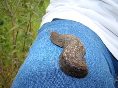 Phyllocaulis soleiformis