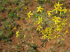 Senecio bupleuroides