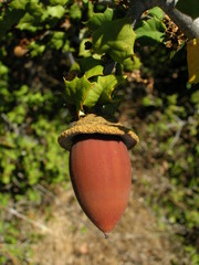 Quercus palmeri