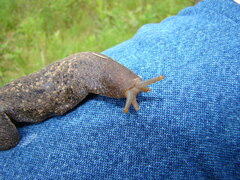 Phyllocaulis soleiformis