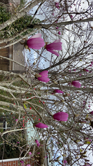 Magnolia × soulangeana