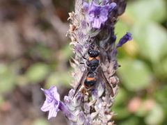 Ancistrocerus haematodes