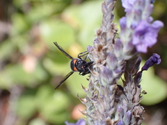 Ancistrocerus haematodes