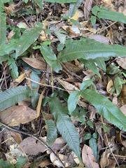 Grypothrix triphylla