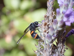 Ancistrocerus haematodes