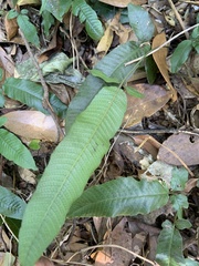 Grypothrix triphylla