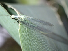 Pseudomallada subcostalis