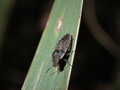 Sciocoris