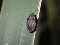 Sciocoris