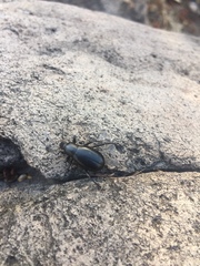 Tenebrionoidea