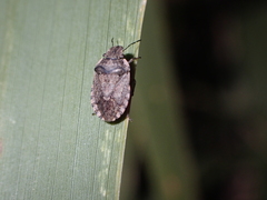 Sciocoris