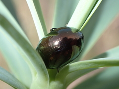 Chrysolina gemina
