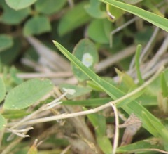 Porphyrosela minuta