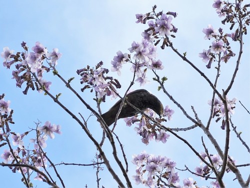 Paulownia elongata
