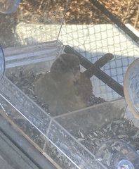 Thryothorus ludovicianus