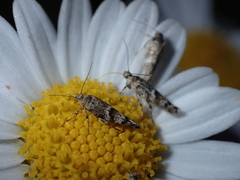 Scythris