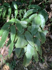 Diplazium donianum