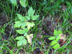 Actaea simplex