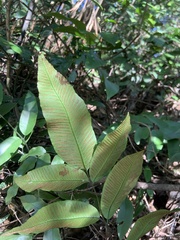 Diplazium donianum