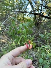 Dicliptera sexangularis