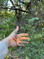 Dicliptera sexangularis