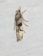 Coleotechnites atrupictella