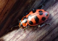 Coleomegilla maculata lengi