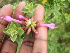 Syncolostemon densiflorus