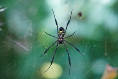 Trichonephila fenestrata