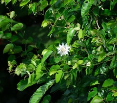 Passiflora poslae