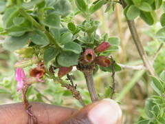 Syncolostemon densiflorus
